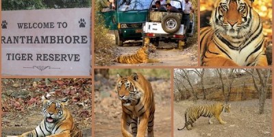 Tiger Safari at Ranthambhore - india