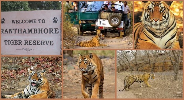 Tiger Safari at Ranthambhore - india